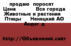 продаю  поросят  › Цена ­ 1 000 - Все города Животные и растения » Птицы   . Ненецкий АО,Андег д.